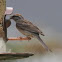 Chipping Sparrow