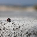 Ladybug
