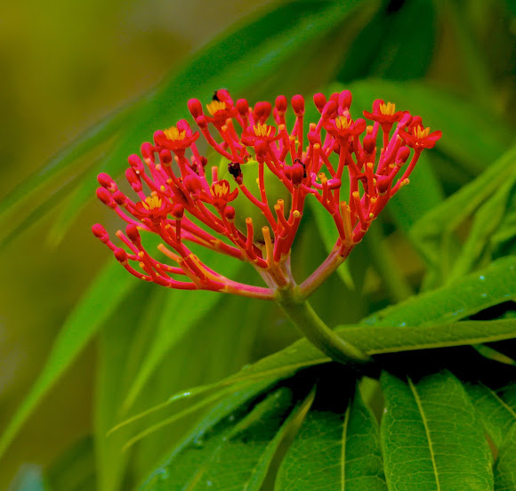 Coral Plant Project Noah
