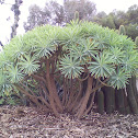 Spurge