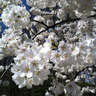 Cherry, Japanese (Yoshino)