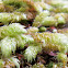 Wavy-Leaved Cotton Moss?