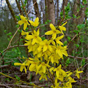 Forsythia/Forzicija