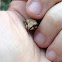 Southern Leopard Frog
