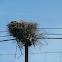 Stork