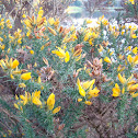 gorse, common gorse, furze or whin