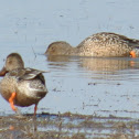 Northern Shoveler (female)