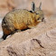 Vizcacha