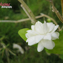 Foll (Arabian Jasmine)