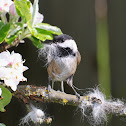 Black-capped Chickadee