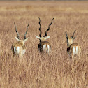 Blackbuck (Males)
