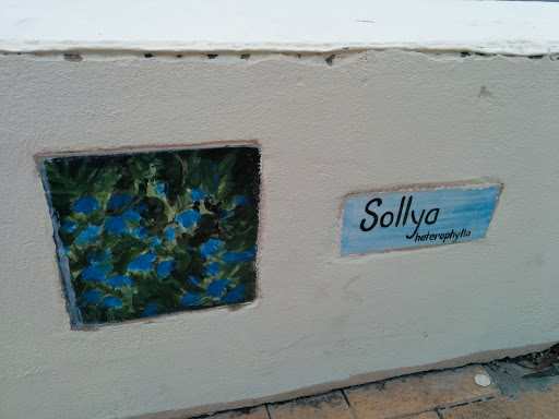 Sollya Heterophylla Painting