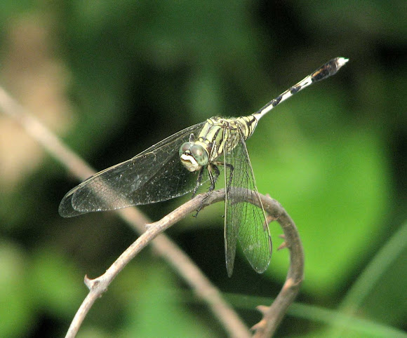 Spotting Image 1