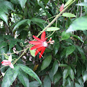 Red granadilla