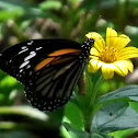 Black Veined Tiger