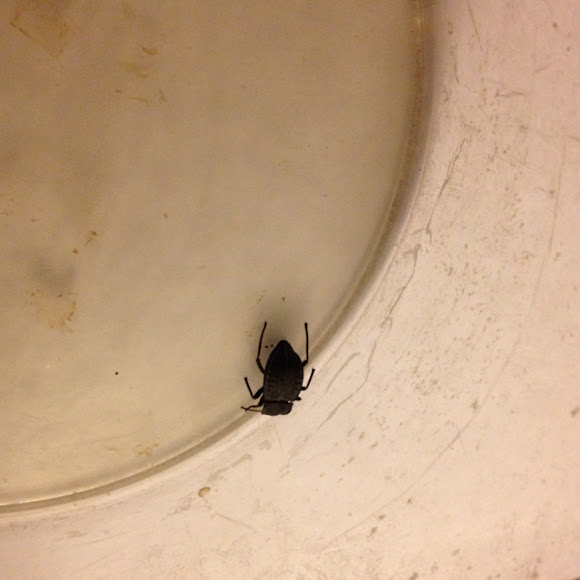 Spotting Image 1