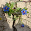 Blue pimpernell