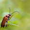 longhorn beetle