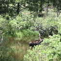 Moose