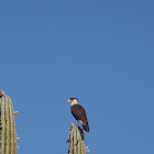 caracara cheriway