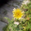 Common sowthistle