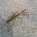 Chinese mantis
