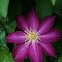 Pink Clematis