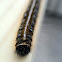 Eastern Tent Caterpillar Moth