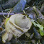 gekraagde aardster