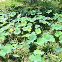 American Lotus