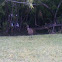 Limpkin