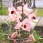 Dendrobium