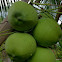 Coconut palm