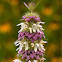 Lemon Beebalm