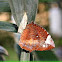 Common Palmfly butterfly