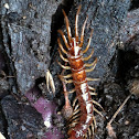Centipede