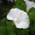 Field Bindweed