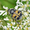 Bee beetle or Trichie à bandes or Gebänderter Pinselkäfer