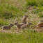 Black tail Prairie dog