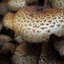 Scaly Pholiota