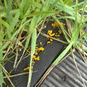 Dacryopinax spathularia