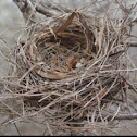 Bird nest