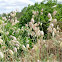 Silene vulgaris?? (Collejas?)