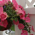Petunia
