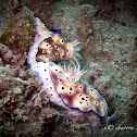 Tryon's Hypselodoris Nudibranch