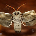 Poplar Hawk Moth