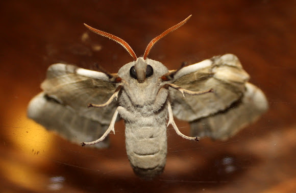 Spotting Image 1