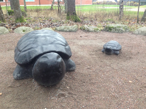 Stensköldpaddor