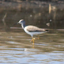 Greater Yellowlegs