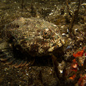 Buffalo sculpin